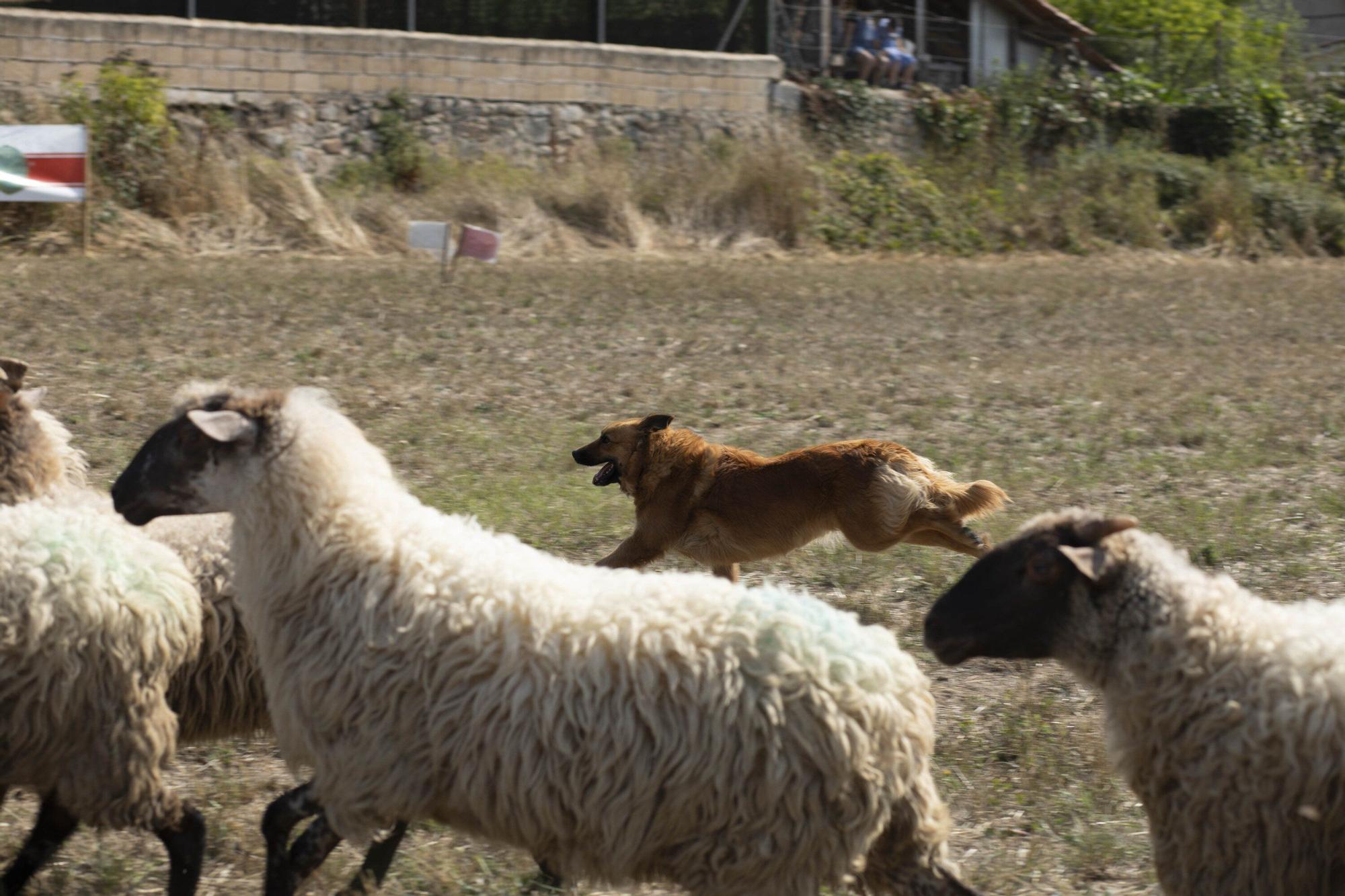 En imágenes: LXI edición del Campeonato de Araba de Perro de Pastor