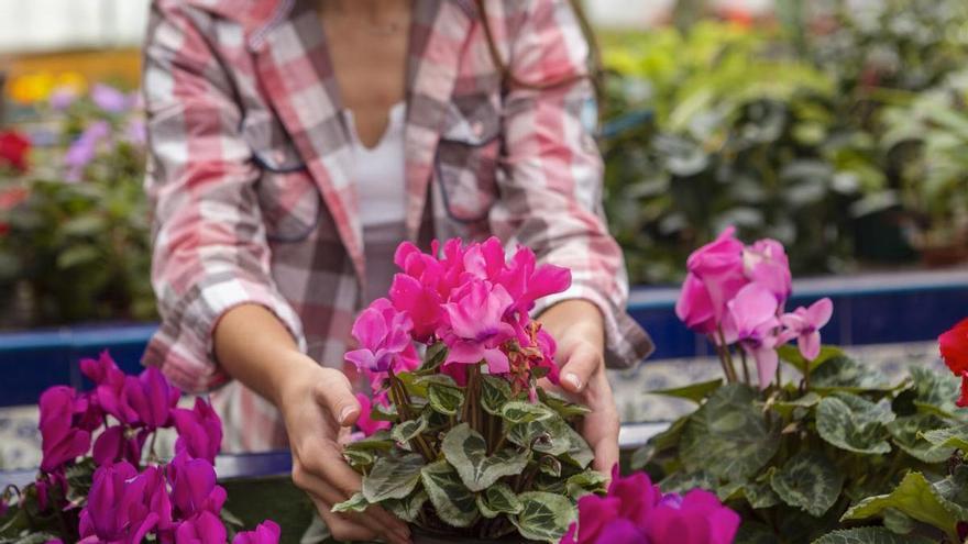 Plantas resistentes al calor para balcones y terrazas soleadas