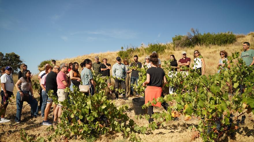 Tres rutas enoturísticas para conocer la Zona Media