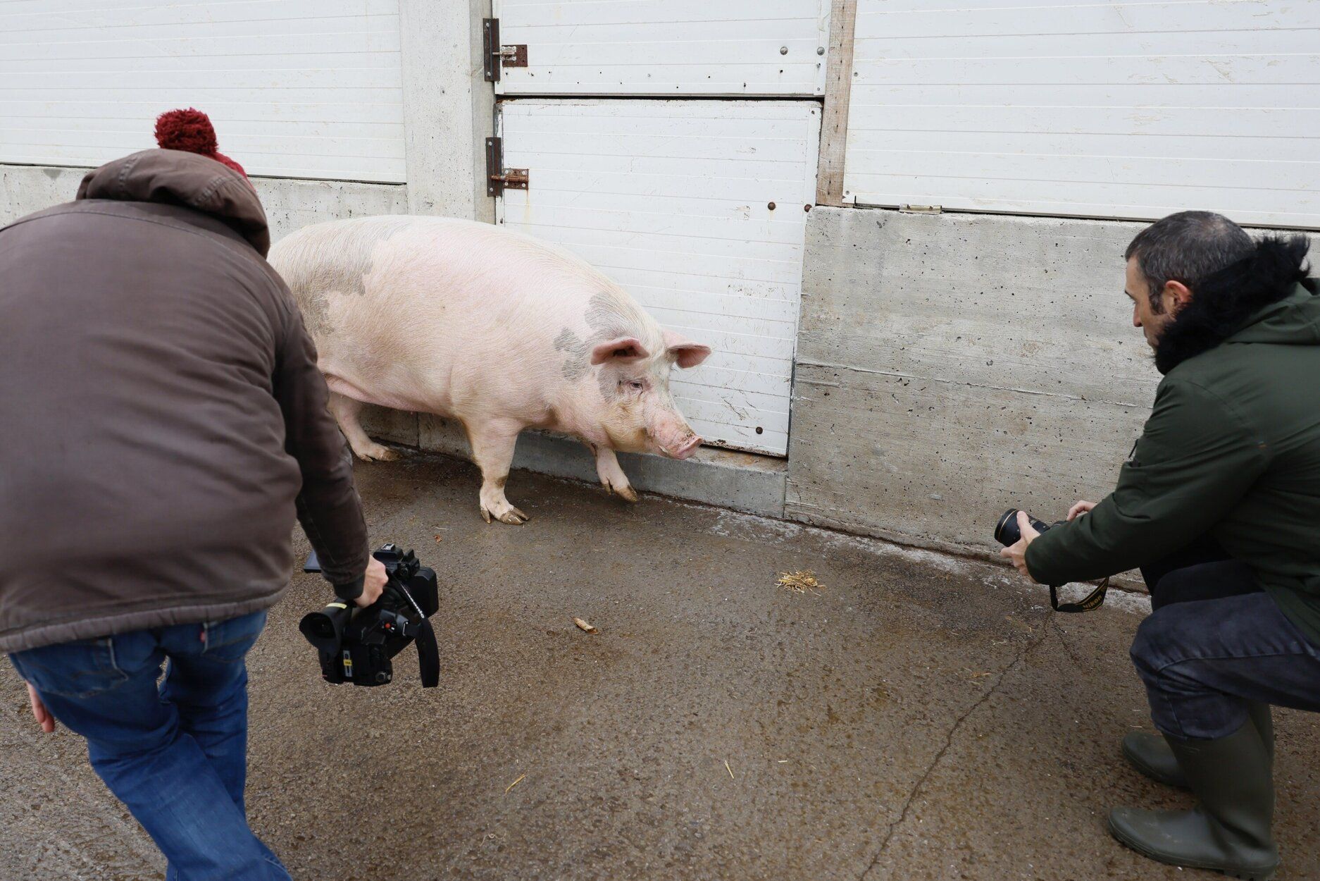 Poxpolin, la cerda de Santo Tomas 2025