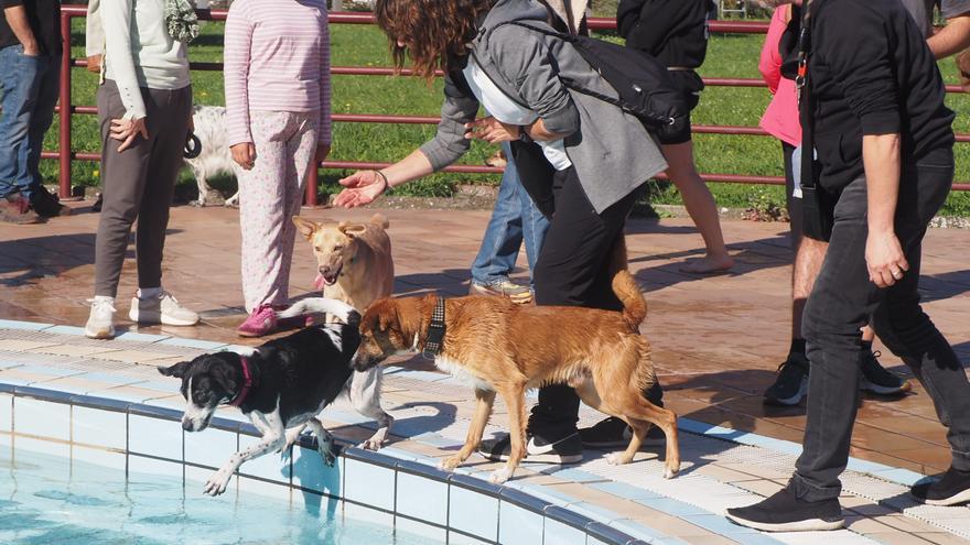 ¡Al agua,...perros!