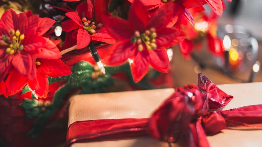 Flor de Pascua: cómo cuidar la planta de la Navidad para que dure más tiempo