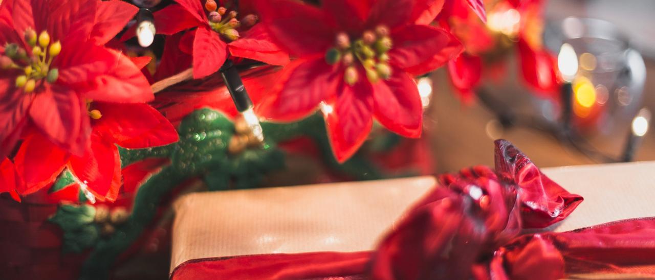 Flor de Pascua: cómo cuidar la planta de la Navidad para que dure más tiempo