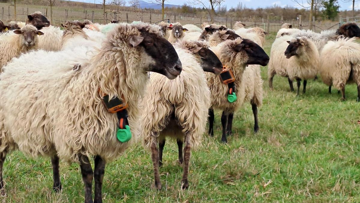 Un rebaño de ovejas con el collar inteligente.