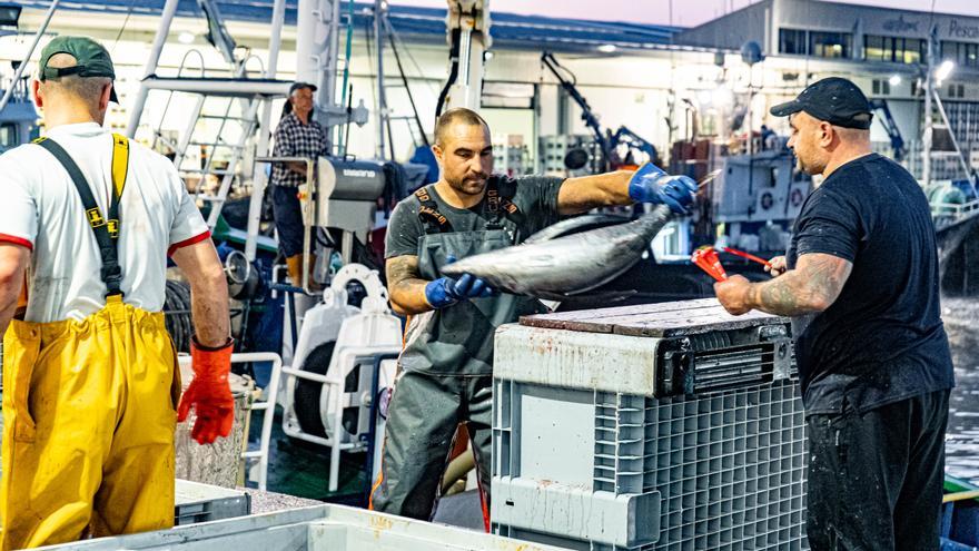 Es tiempo de comer bonito del Norte: conoce lo que hace único a este pescado y el lugar perfecto para degustarlo