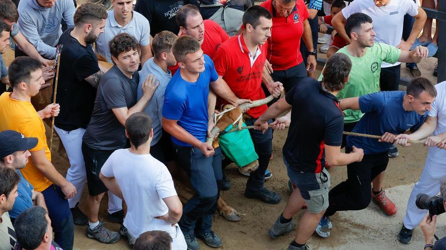 Fotos del quinto encierro del Pilón de Falces 2026, con vacas de Eulogio Mateo