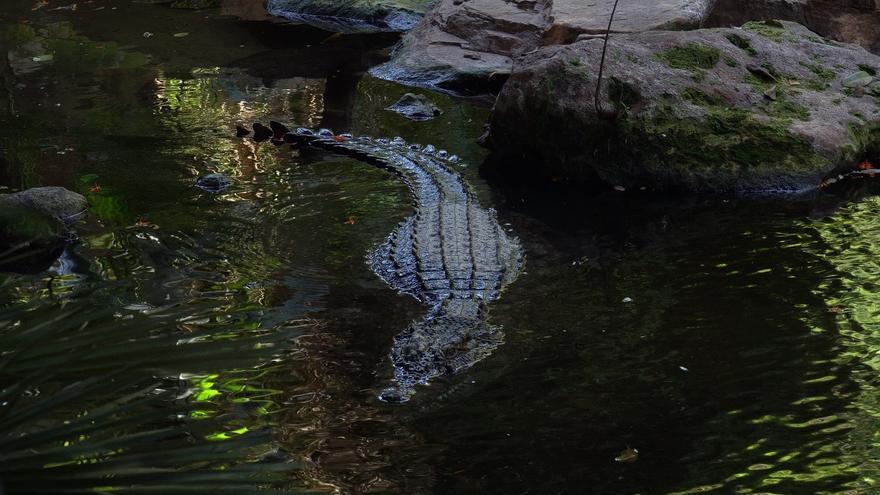 Detenido por arrojar a un niño de 3 años al recinto de los cocodrilos en un zoo de Inglaterra