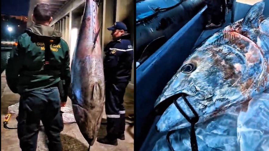 Investigado un navarro con 25 antecedentes por capturar un atún rojo ilegal de 183 kilos en Gipuzkoa