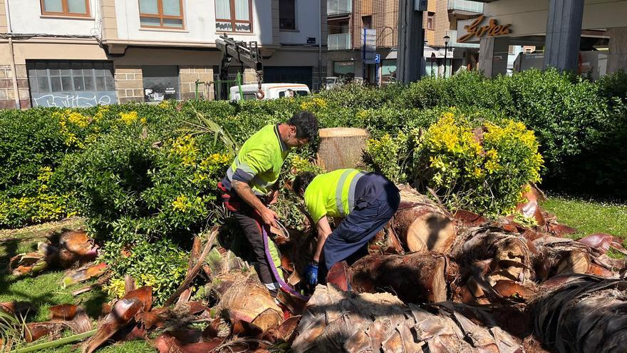 Mungia tala palmeras en la plaza San Pedro para mejorar el entorno