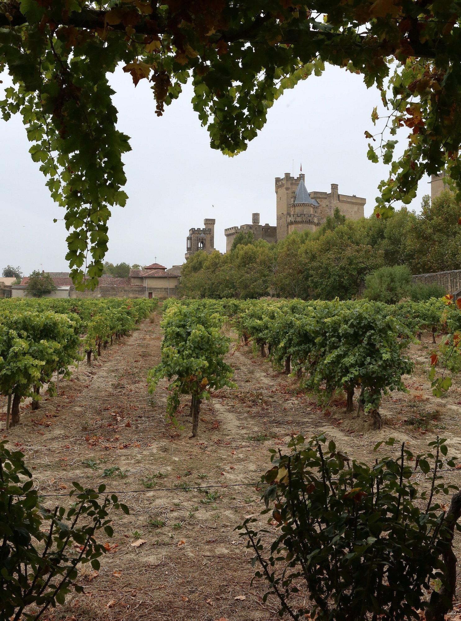 Vendimia en Navarra 2025 | Fotos del simbólico 'corte del último racimo' en Olite