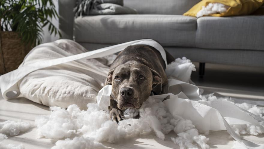 Uno de cada cinco perros sufre ansiedad por separación y la primavera puede empeorarla