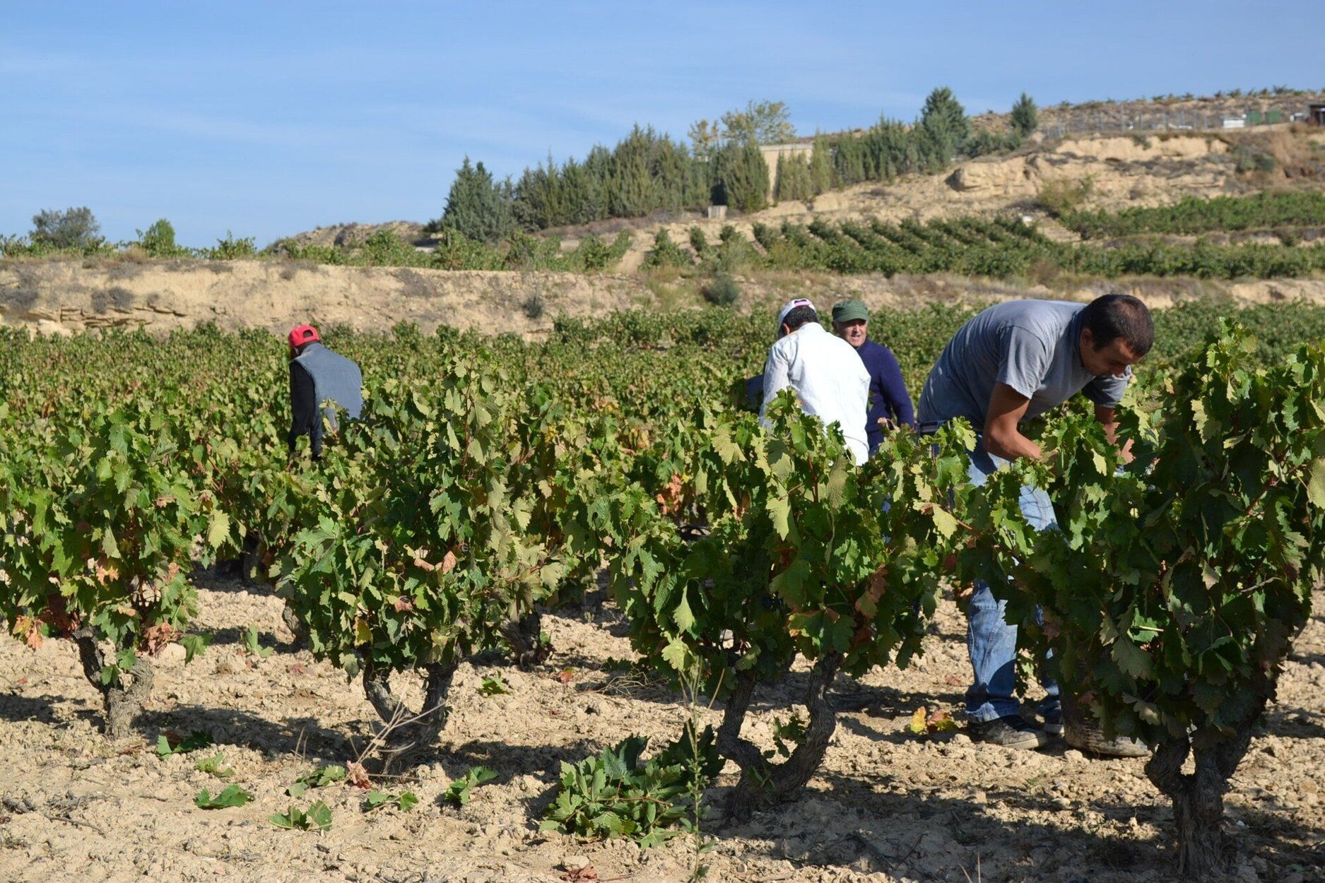 Temporeros en Rioja Alavesa.