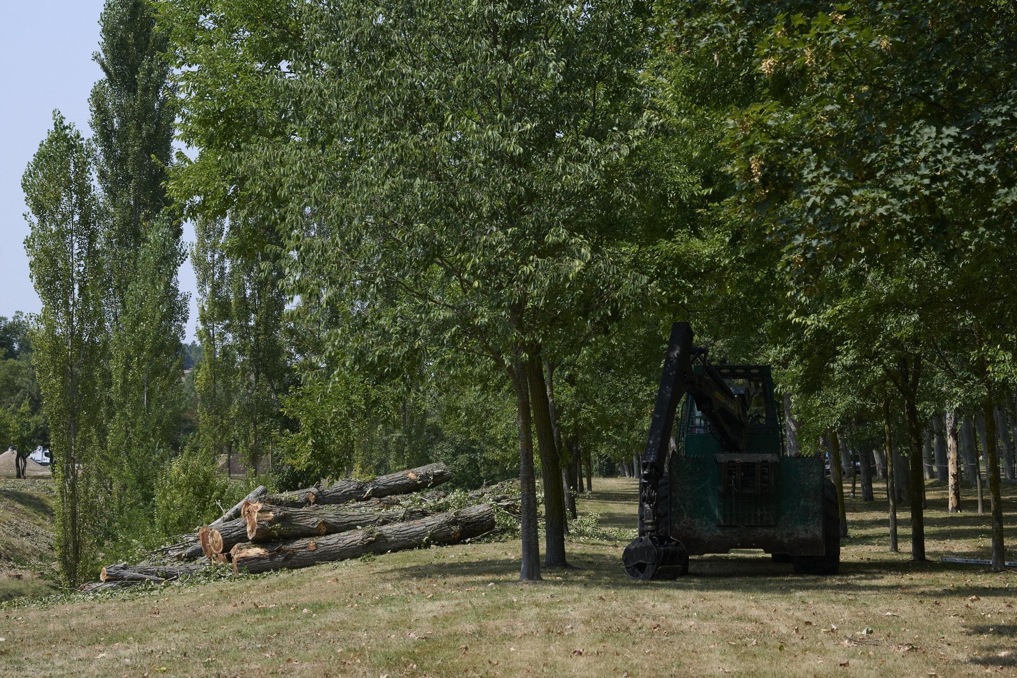 Tala de árboles en la Universidad de Navarra