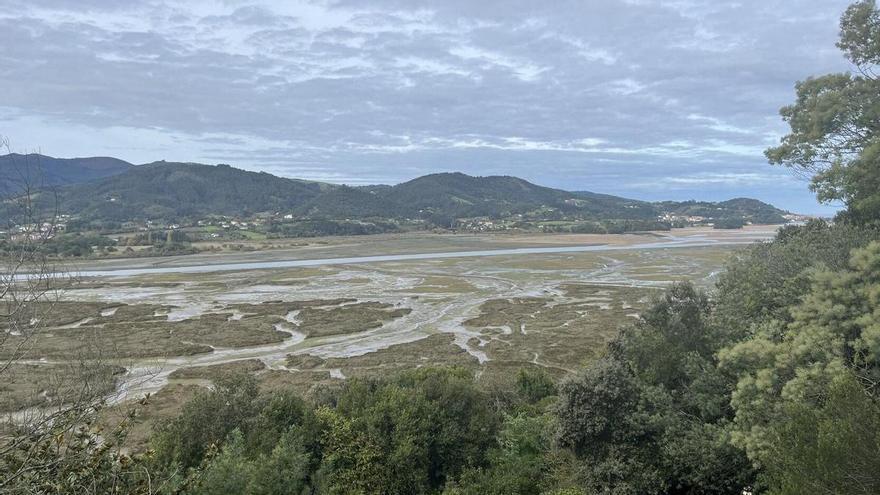 Pastos marinos, los pulmones verdes de la costa vasca