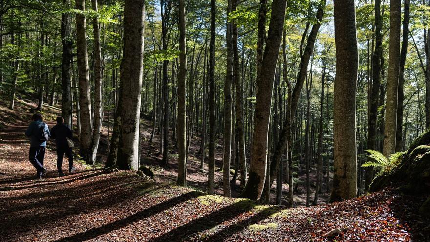 La UNESCO expresa su preocupación por los hayedos protegidos de Navarra
