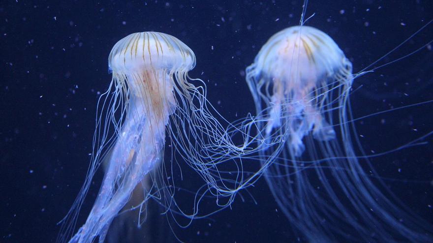 Ascienden a cuatro las playas de Bizkaia en las que hay presencia de medusas