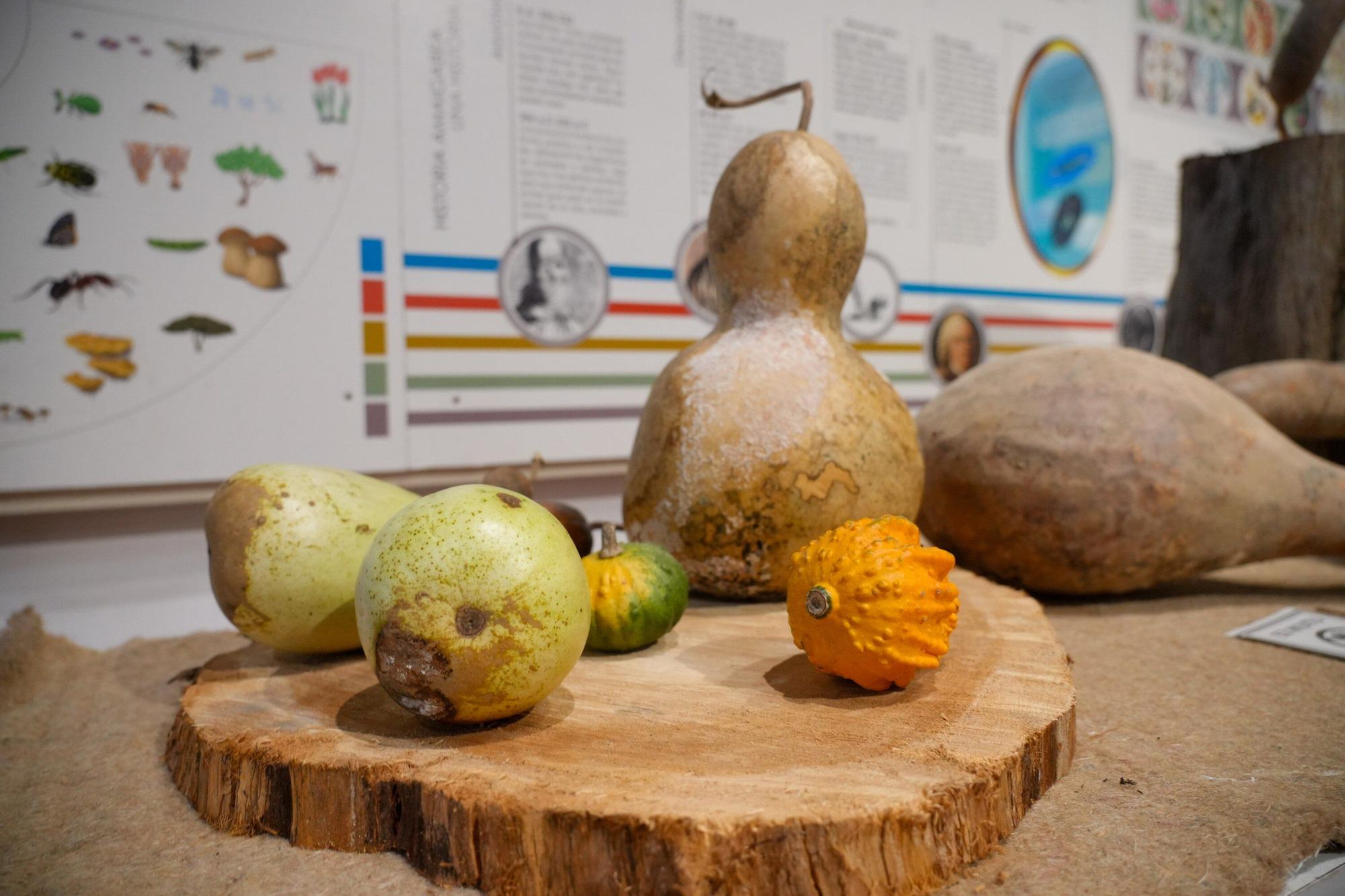 En imágenes: Exposición de calabazas en la Casa de la Dehesa