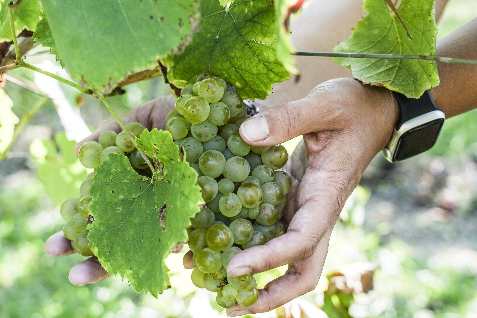 Las bodegas de Bizkaia afrontan una vendimia abierta a la esperanza