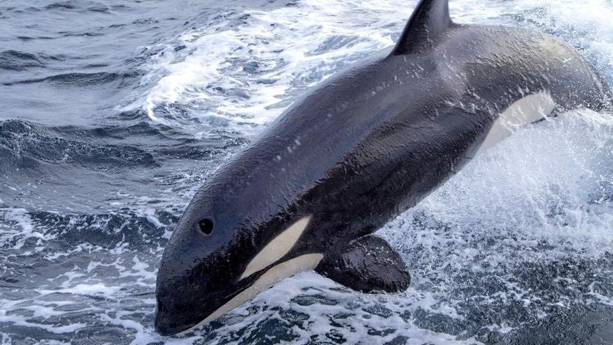 Una orca en una imagen de archivo.