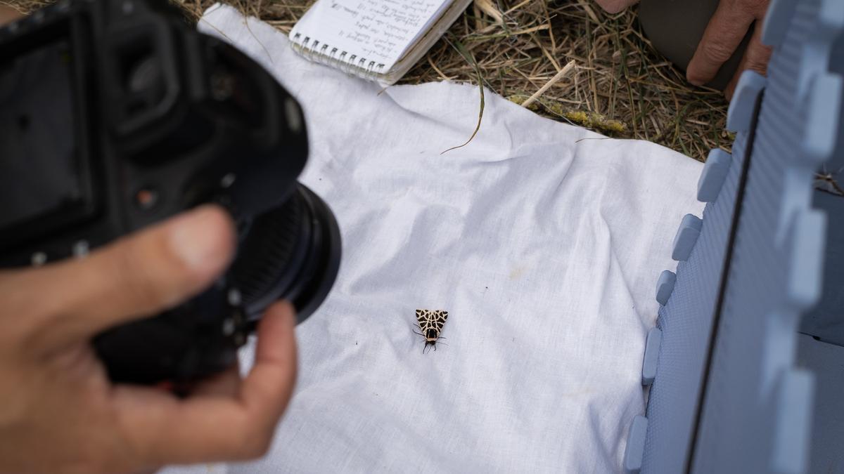 Una mariposa nocturna.