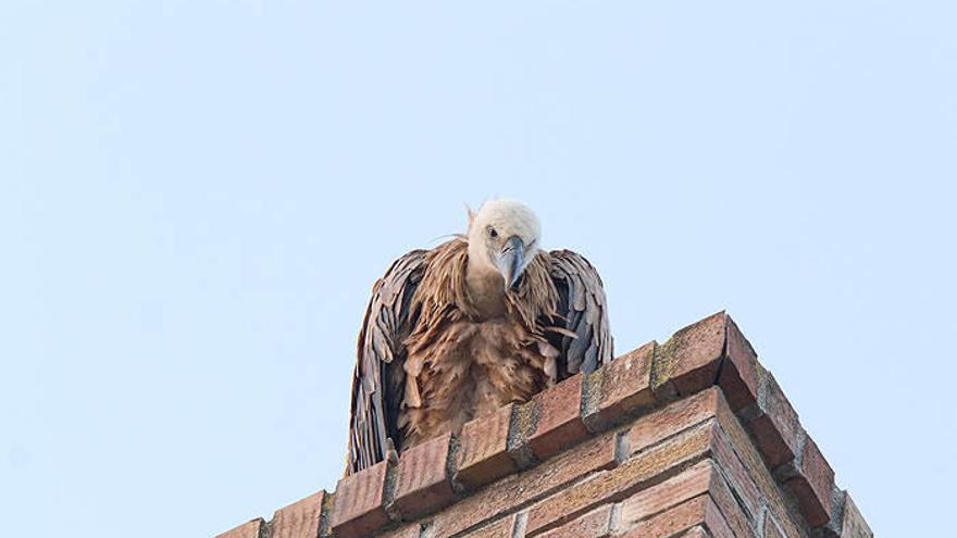 El buitre, posado en una terraza de Bernardino Tirapu.