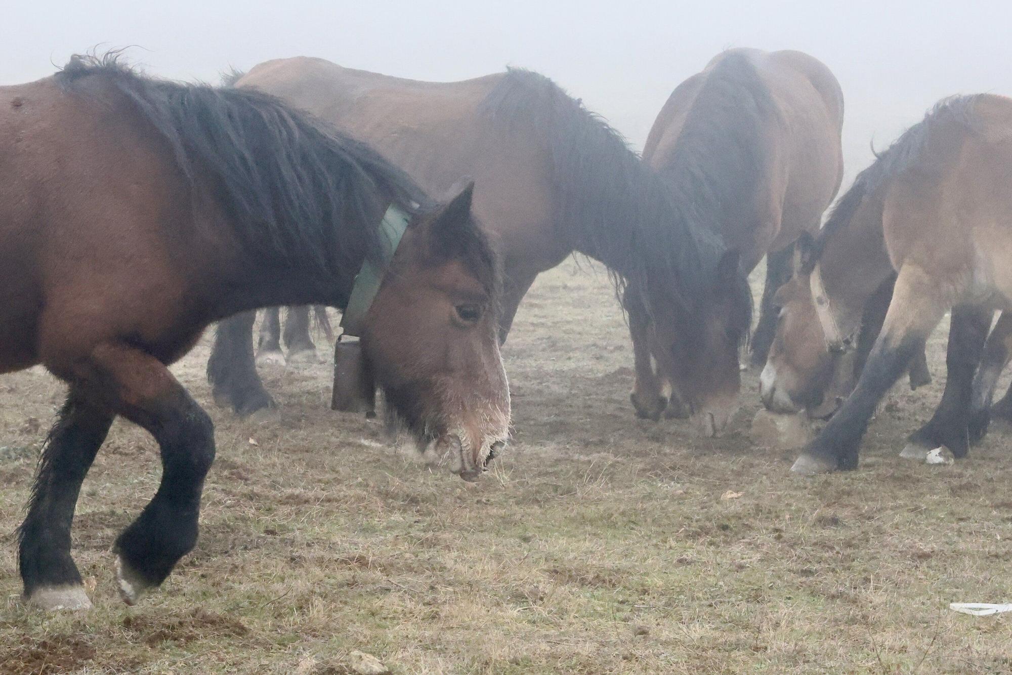 Reportaje a Raúl Rituerto, presidente de la Asociación alavesa de criadores de equino