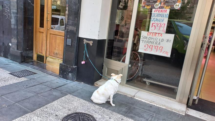 La elevada sanción en Vitoria por dejar el perro atado en la puerta de una tienda