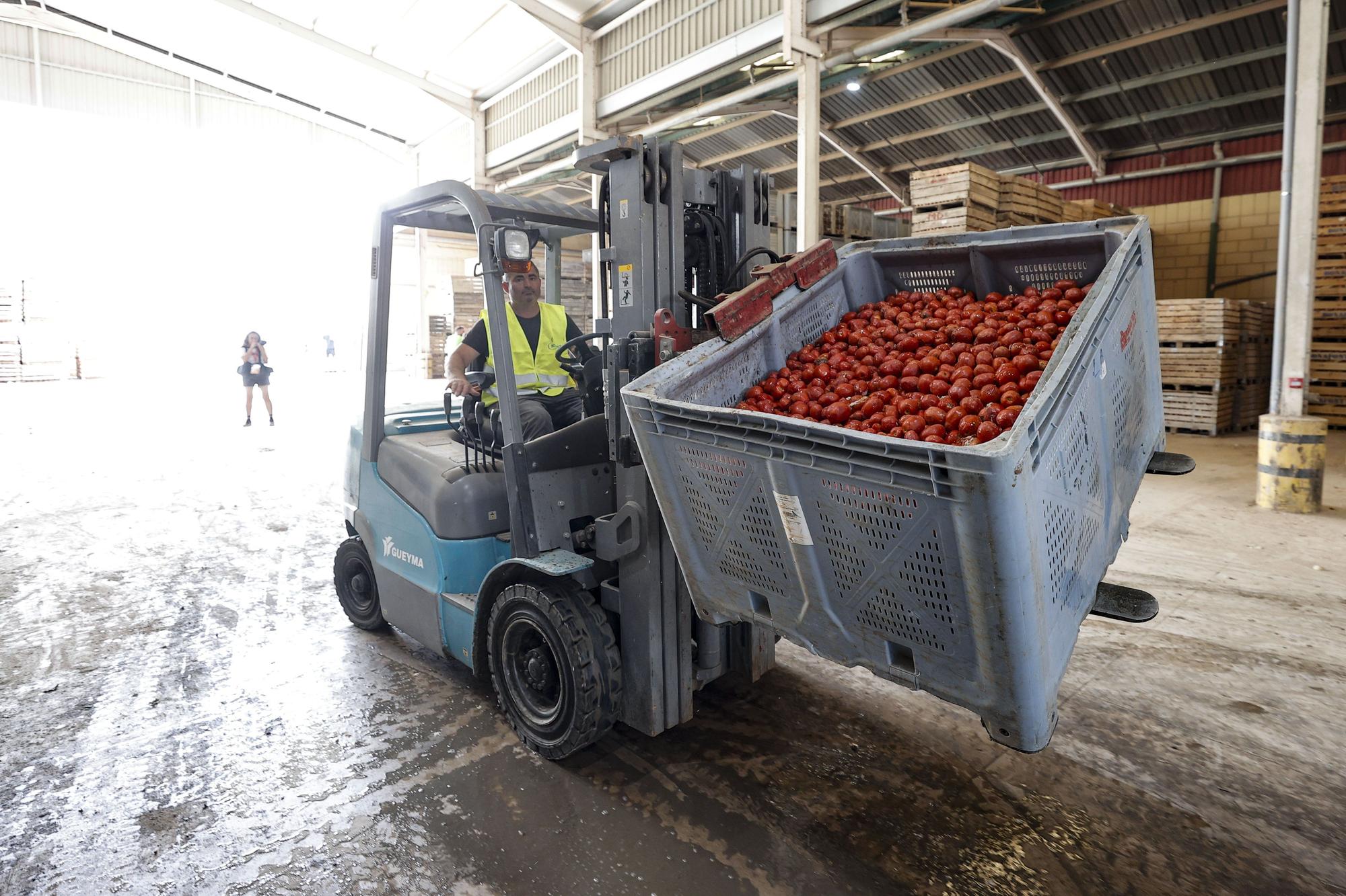 En fotos: Buñol  se sacude a tomatazos la conmoción de la dana