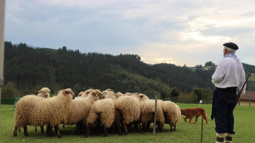 Los mejores perros pastores de Euskal Herria se dan cita este sábado en Garai