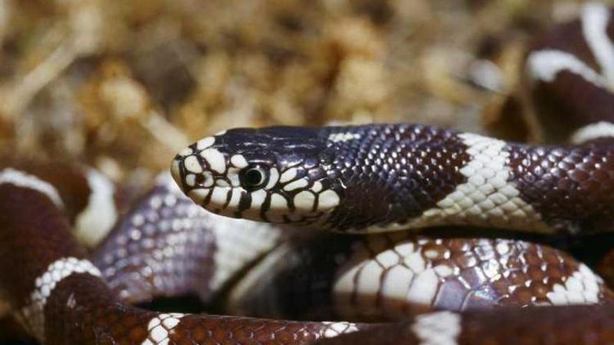 Encuentran una serpiente exótica en una parada de autobús en Vitoria