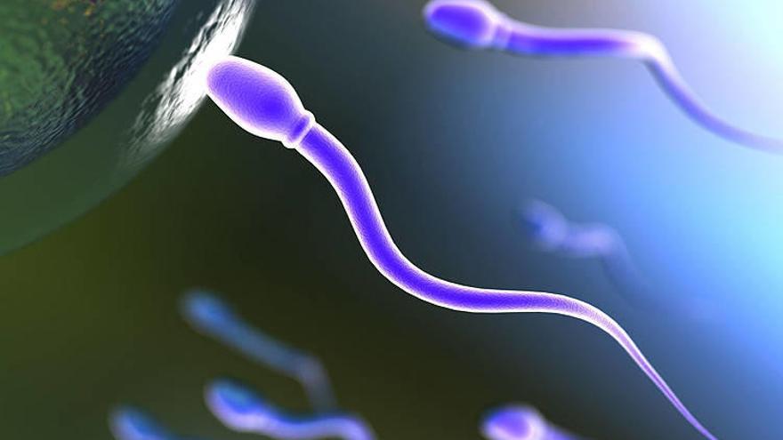 Espermatozoide en su meta.