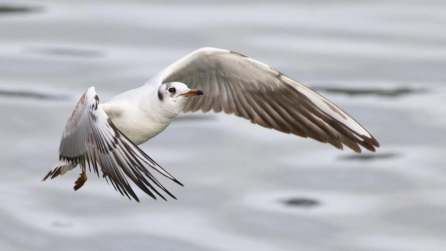Hiriko eraikinetan kaioen habiak kontrolatzeko kanpaina abiaraziko du Sestaok