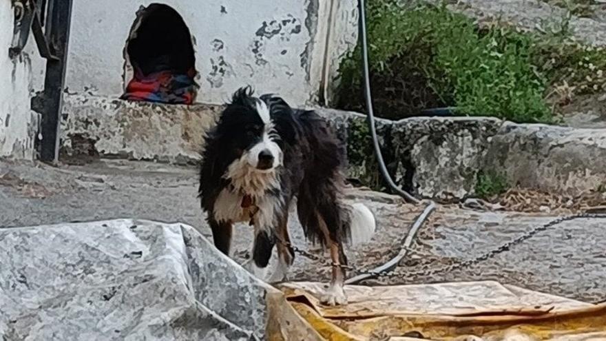 Imagen de uno de los perros hallados en la vivienda del monte Pagasarri.