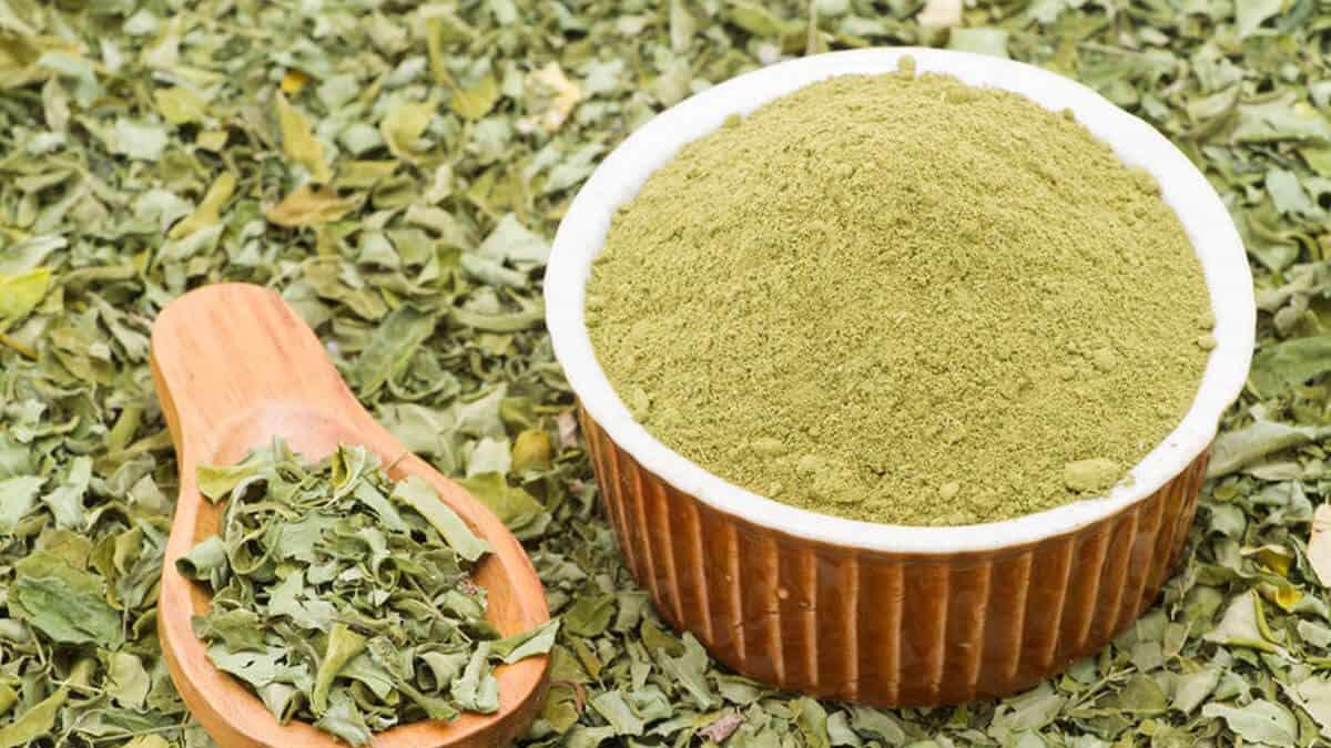 moringa oleifera
