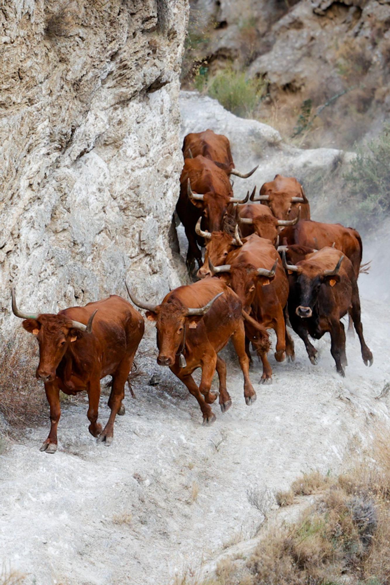 Fotos del cuarto encierro del Pilón de Falces 2025