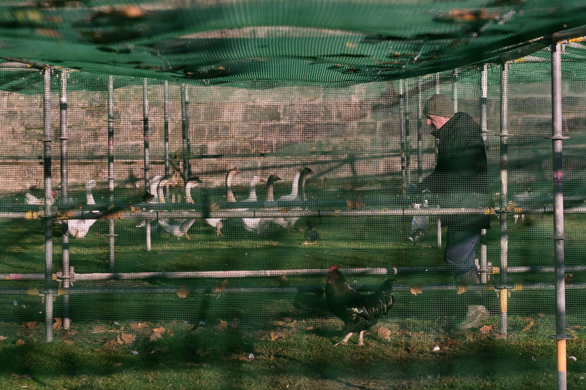 Las medidas contra la gripe aviar en la Taconera de Pamplona