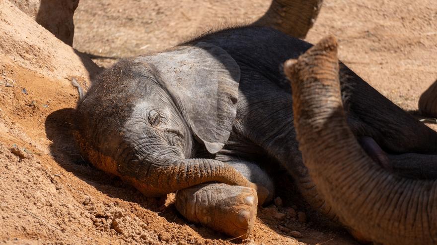 El zoo de Zúrich sacrifica a un elefante recién nacido incapaz de ponerse en pie