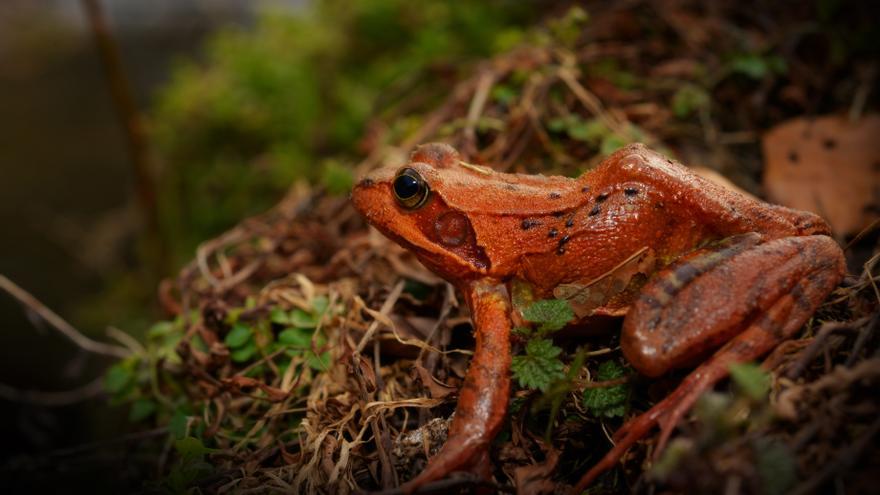 Somos naturaleza: cuidar la Tierra nos devuelve salud y futuro