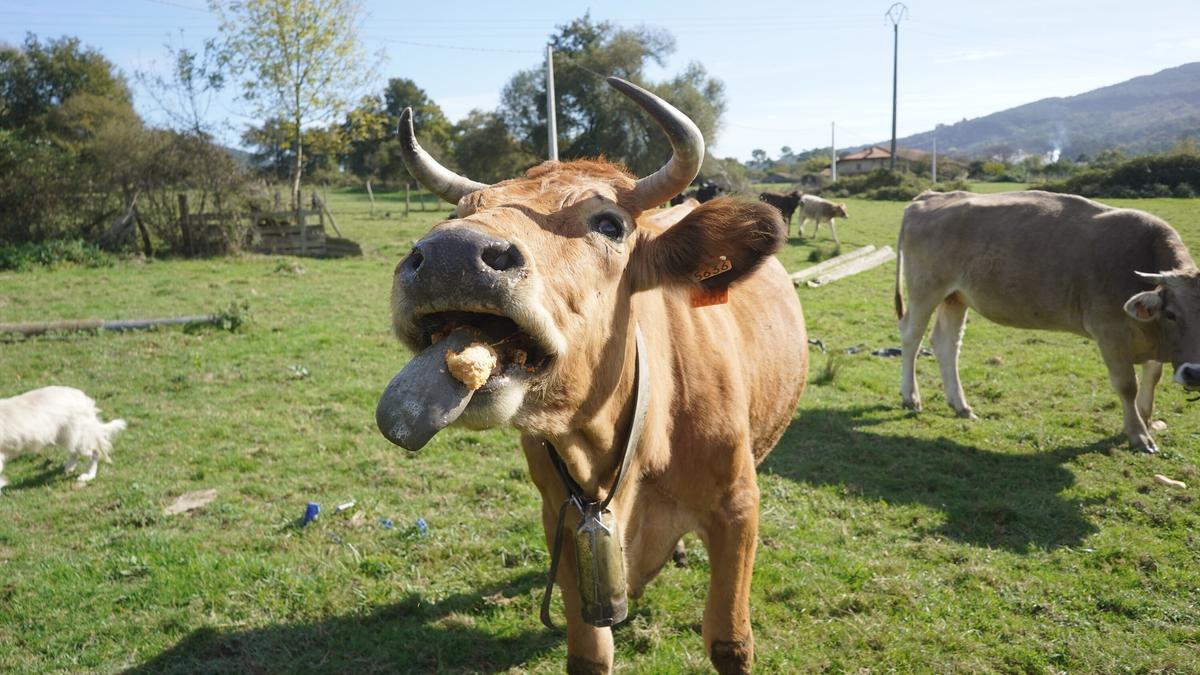 Una de las vacas de la explotación de José Antonio Uriarte, ganadero de Zamudio