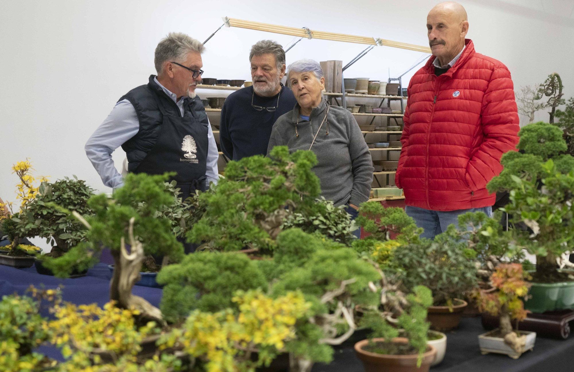 En imágenes: El arte del bonsái llega a Vitoria-Gasteiz