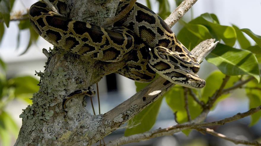 En Florida, conejos equipados con inteligencia artificial cazan pitones birmanas