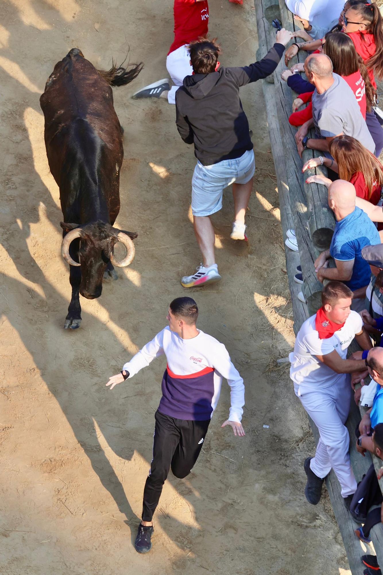 Fotos del último encierro del Pilón de Falces 2025