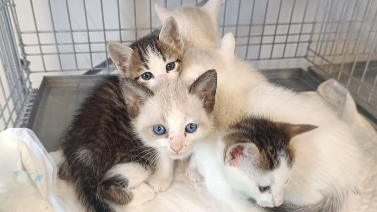 Gatos lactantes
