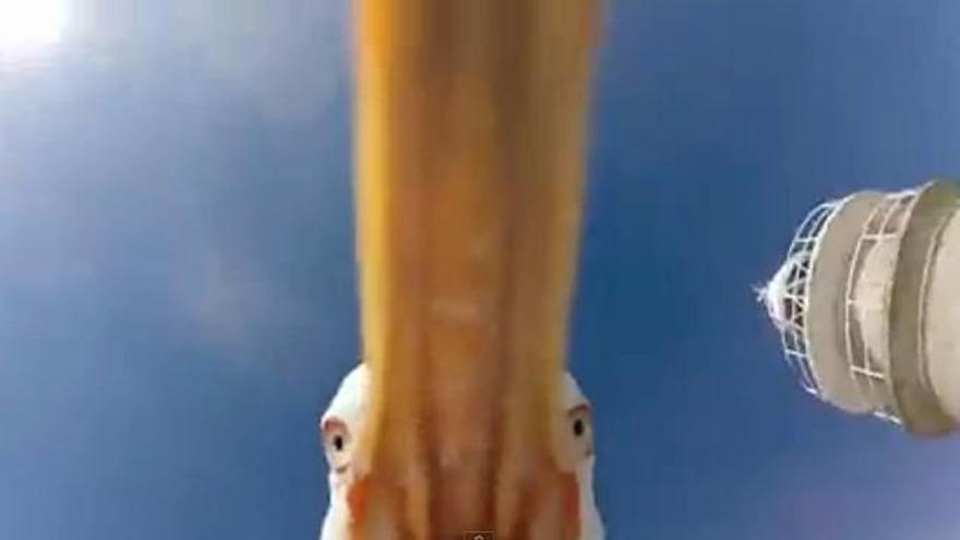 La gaviota que robó una ‘GoPro’ y graba unas espectaculares vistas