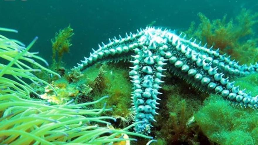Marthasterias glacialis (estrella de mar) y Anemonia viridis en Zierbena.