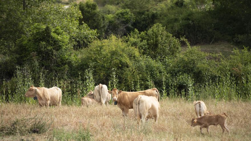 Cerca de 10.000 titulares de explotaciones agrícolas y ganaderas de Navarra reciben 119 millones de euros de la PAC