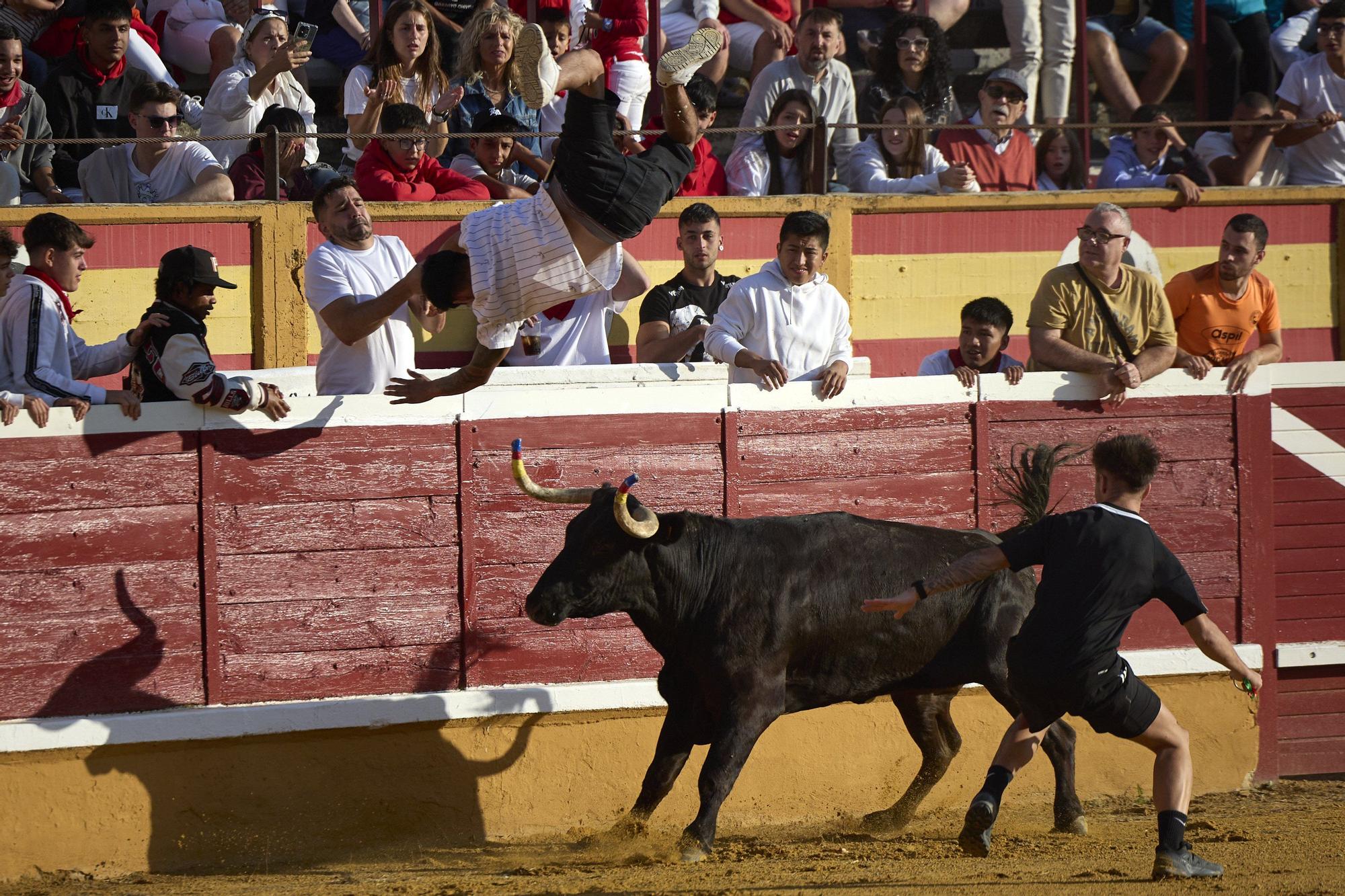 Suelta de vaquillas en las fiestas de Tudela (viernes 25 de julio de 2025)