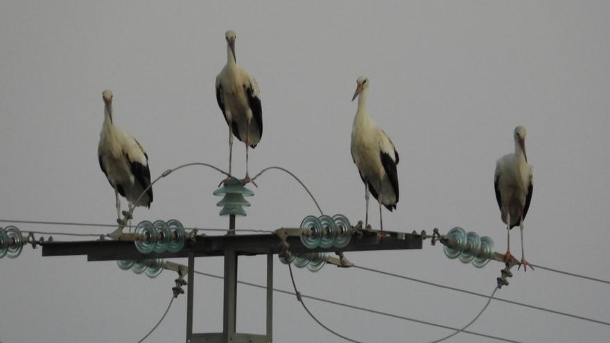 Aparecen muertas cientos de cigüeñas en el río Manzanares de Madrid por un brote de gripe aviar no declarado