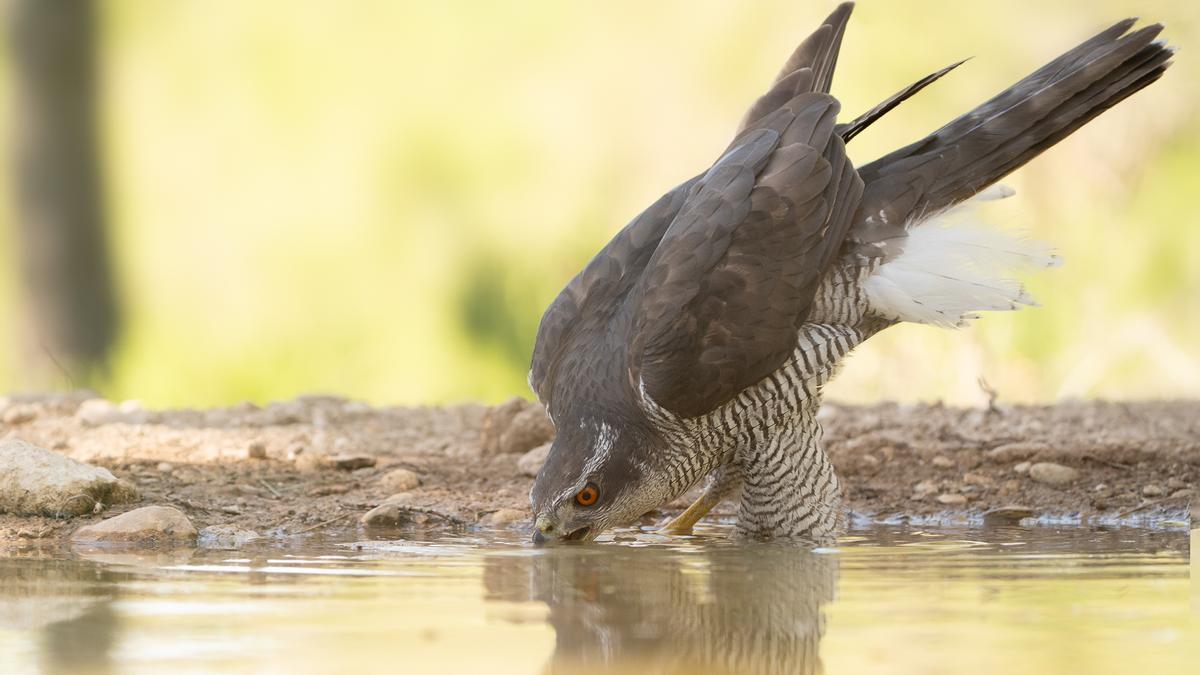 Imagen tomada por el propio Marín desde uno de los escondites