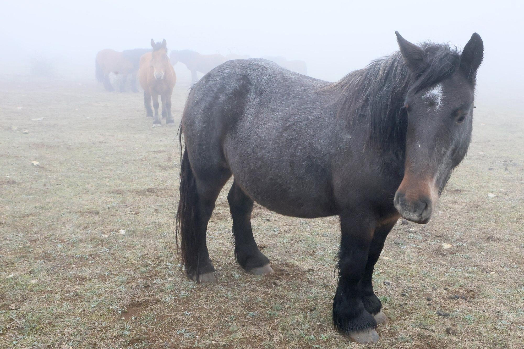 Reportaje a Raúl Rituerto, presidente de la Asociación alavesa de criadores de equino